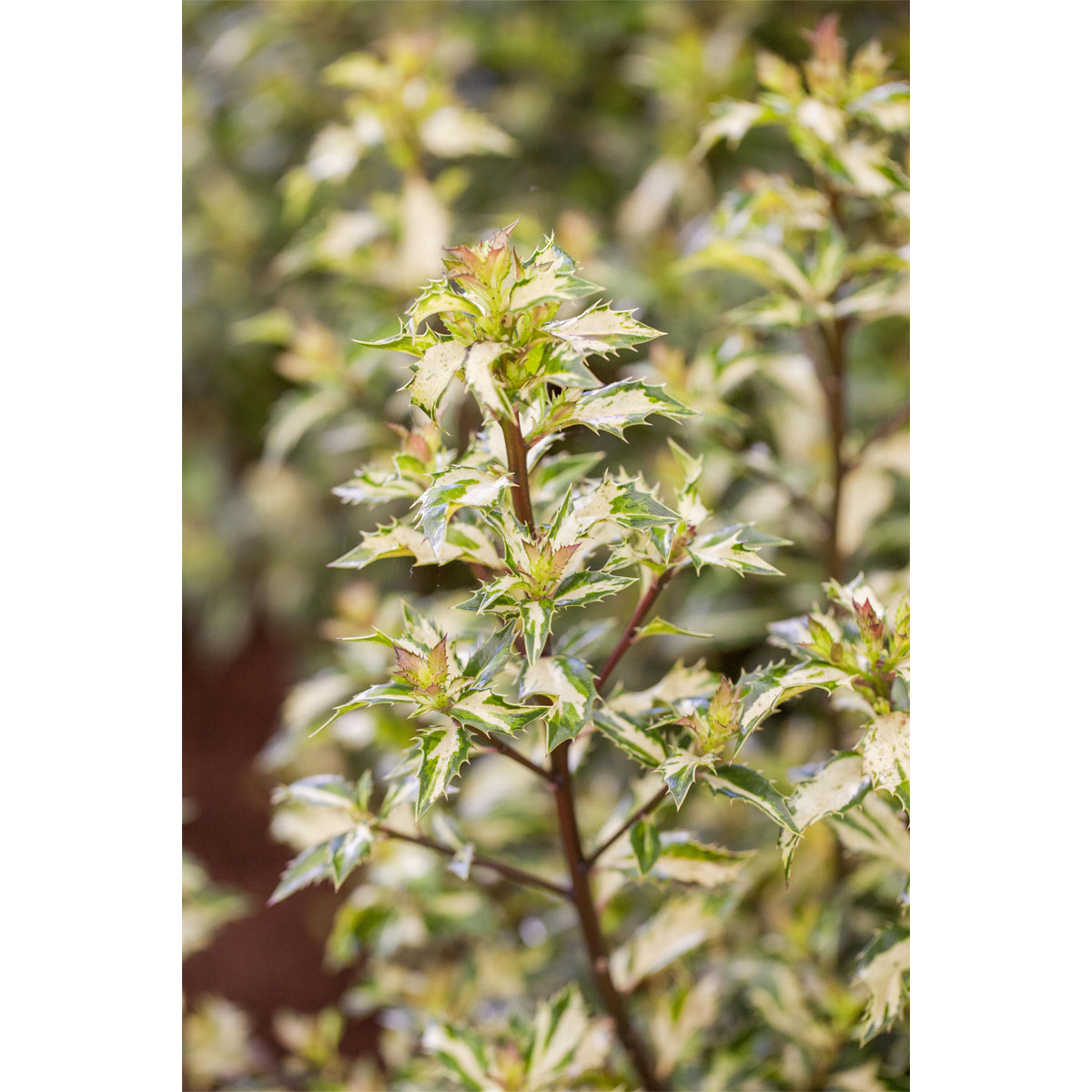 Plantiflor Stechpalme White Cream Topf Durchmesser 15 cm