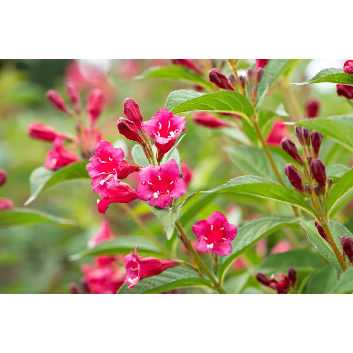 Plantiflor Rote Weigelie Bristol Ruby Topf Durchmesser 19 cm