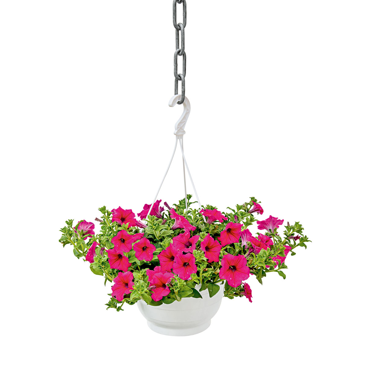 Plantiflor  Ampelpflanze Petunie Topf- Durchmesser 21 cm
