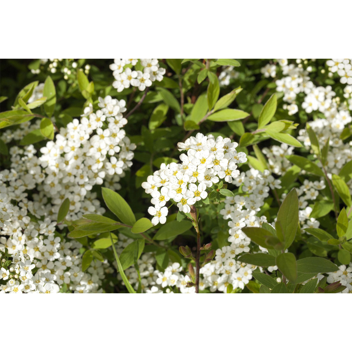 Plantiflor Weiße Rispenspiere Grefsheim Topf Durchmesser 19 cm