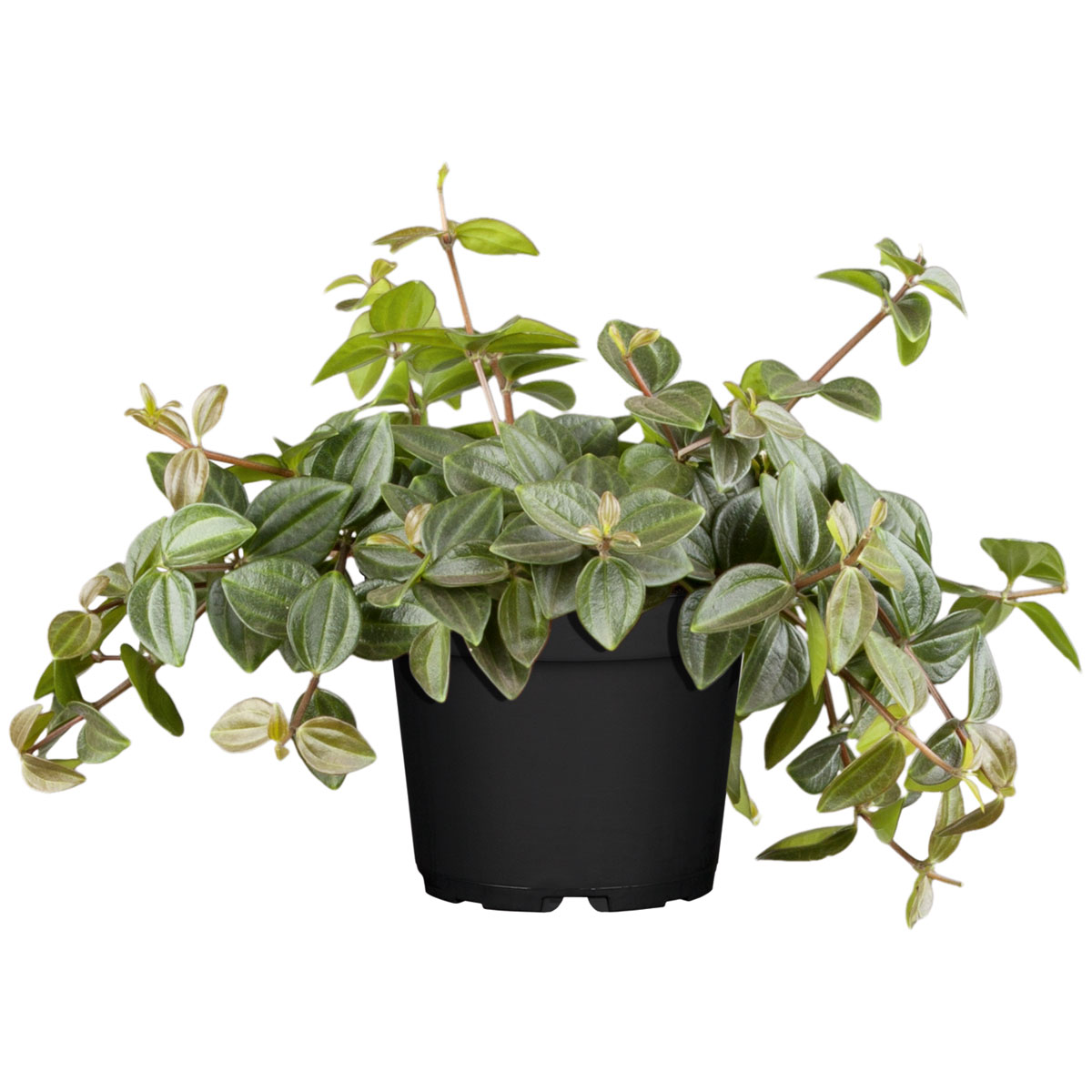 Plantiflor  ZGRÜ Peperomia angulata T12