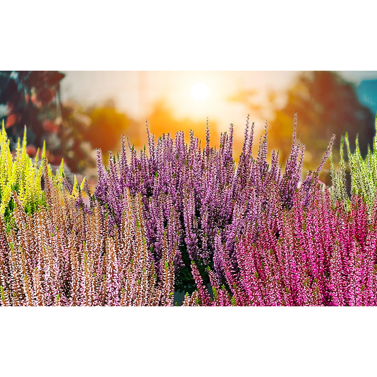 Knospenblüher Beauty Ladies Topf- Durchmesser 11 cm Bild 8