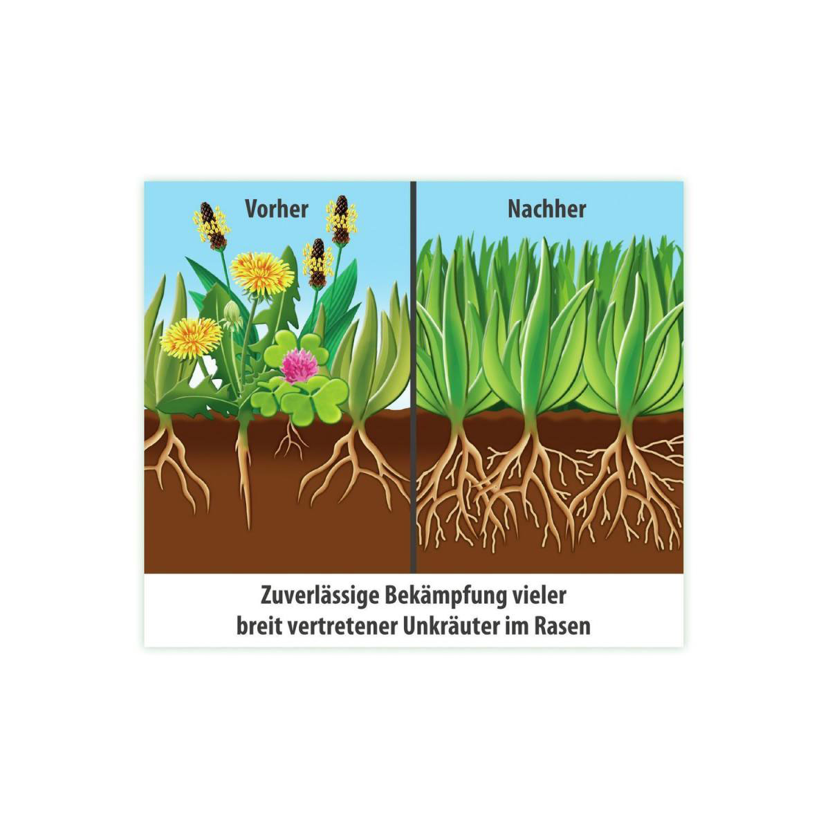 Compo FLORANID Rasendünger plus Unkrautvernichter für 50 m² 1,5 L Bild 3