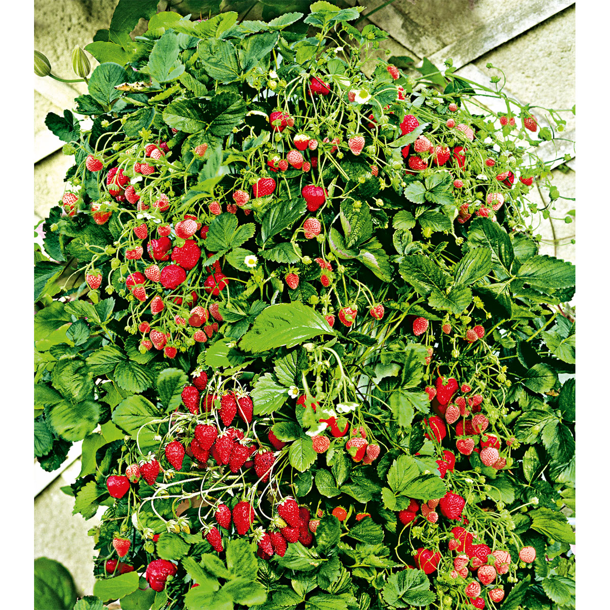 Plantiflor  Gourmetkräuter Klettererdbeere Topf 12 cm Bild 2