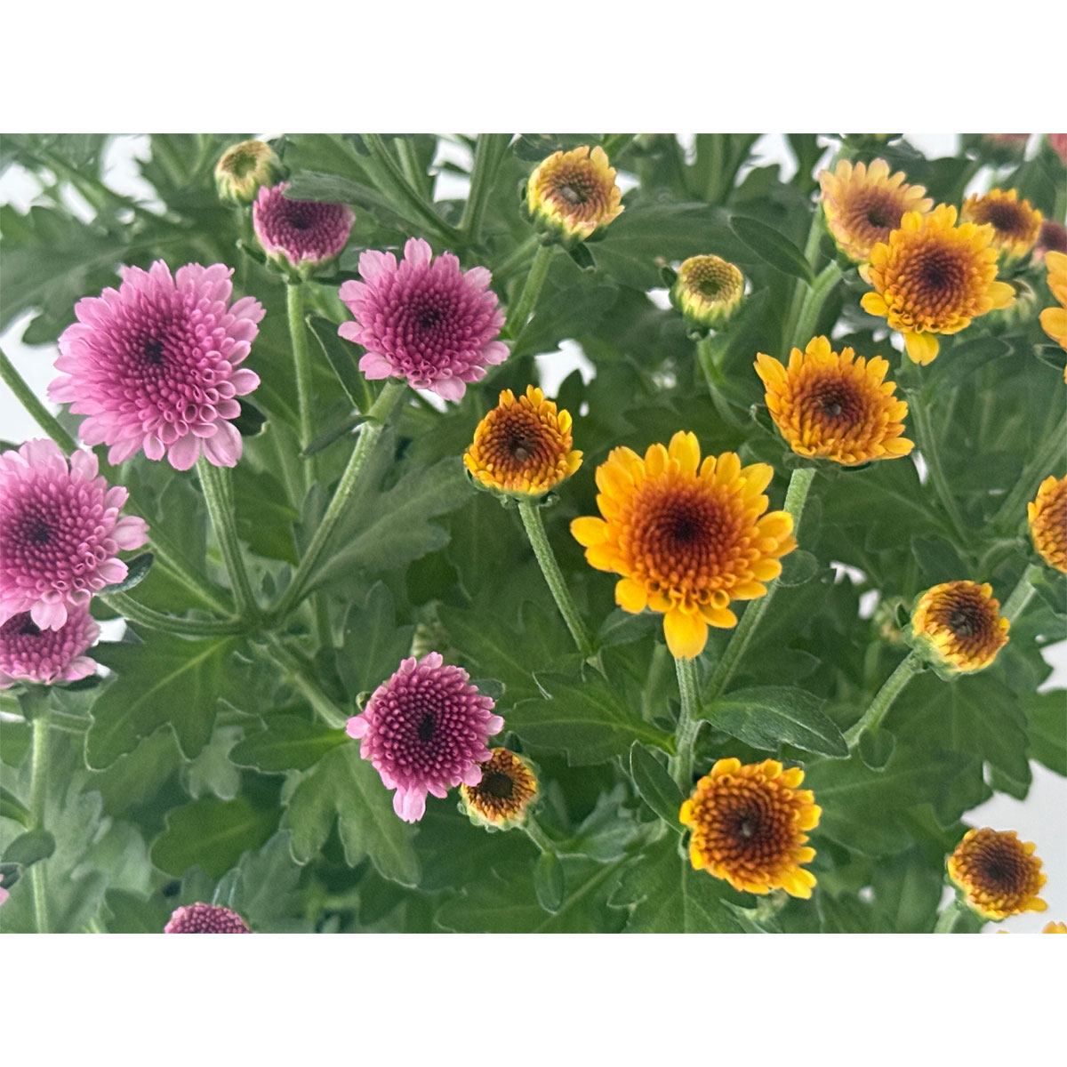 Chrysantheme Jellyfish 5-farbig im 14 cm Topf Bild 3