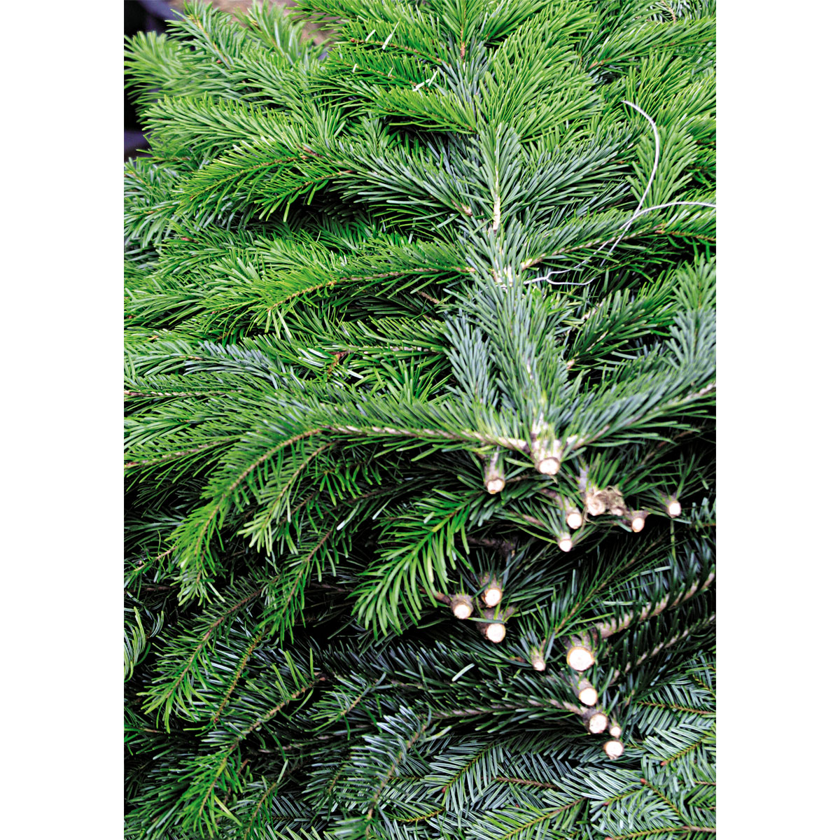 Plantiflor  Tannenzweige Nordmanntanne Bund 4 kg Bild 2