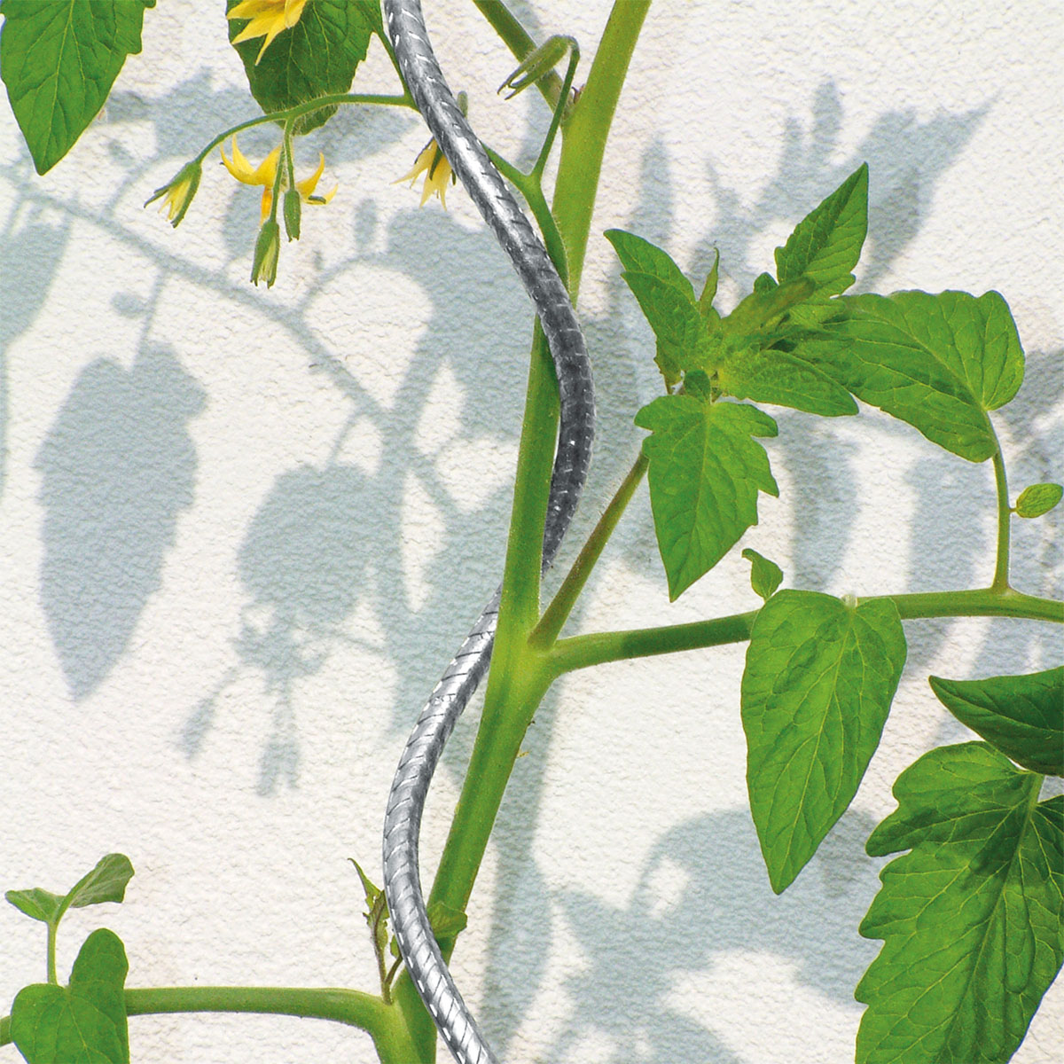 Tomatenspirale 180 cm