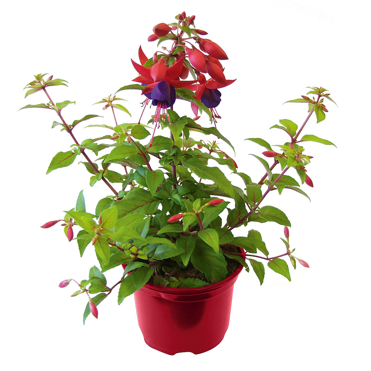 Plantiflor  Fuchsie stehend Topf Durchmesser 12 cm