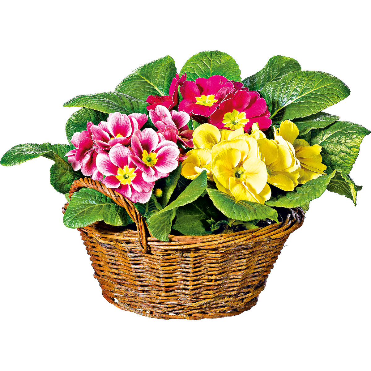 Primelkorb Durchmesser 18 cm