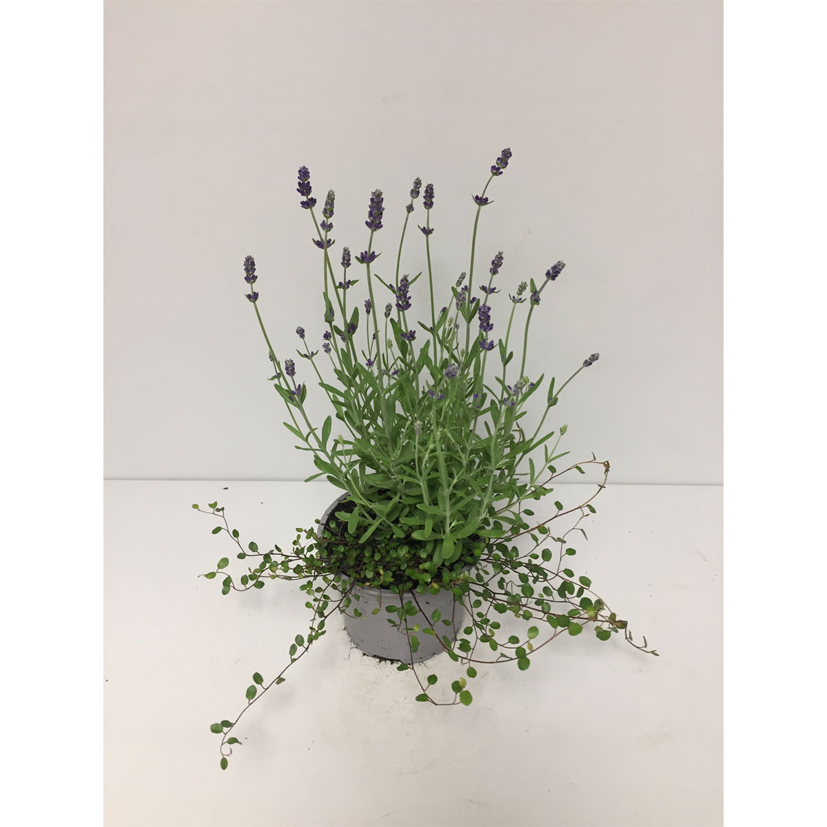 Plantiflor  Lavendel mit Mühlenbeckia Durchmesser 13 cm