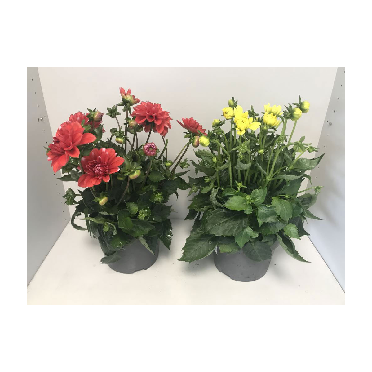 Plantiflor  Dahlie verschiedene Farben 3 L