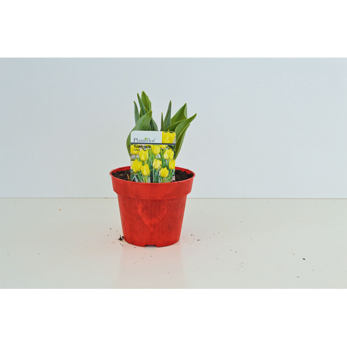 Plantiflor Tulpen Topf Durchmesser 13 cm