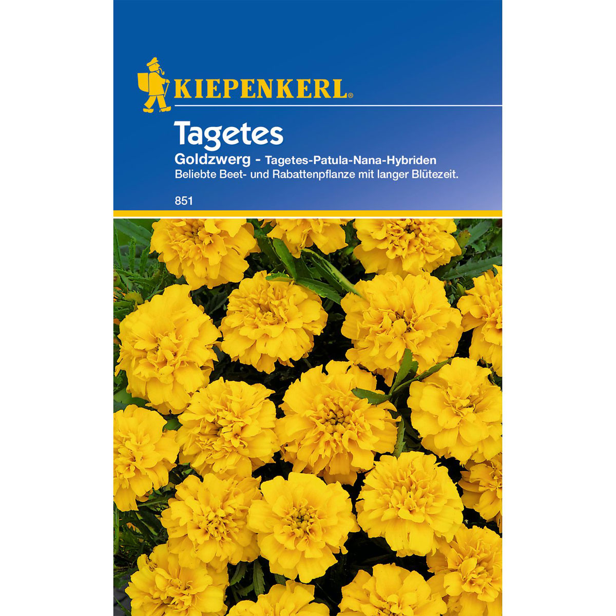 Kiepenkerl Tagetes Goldzwerg