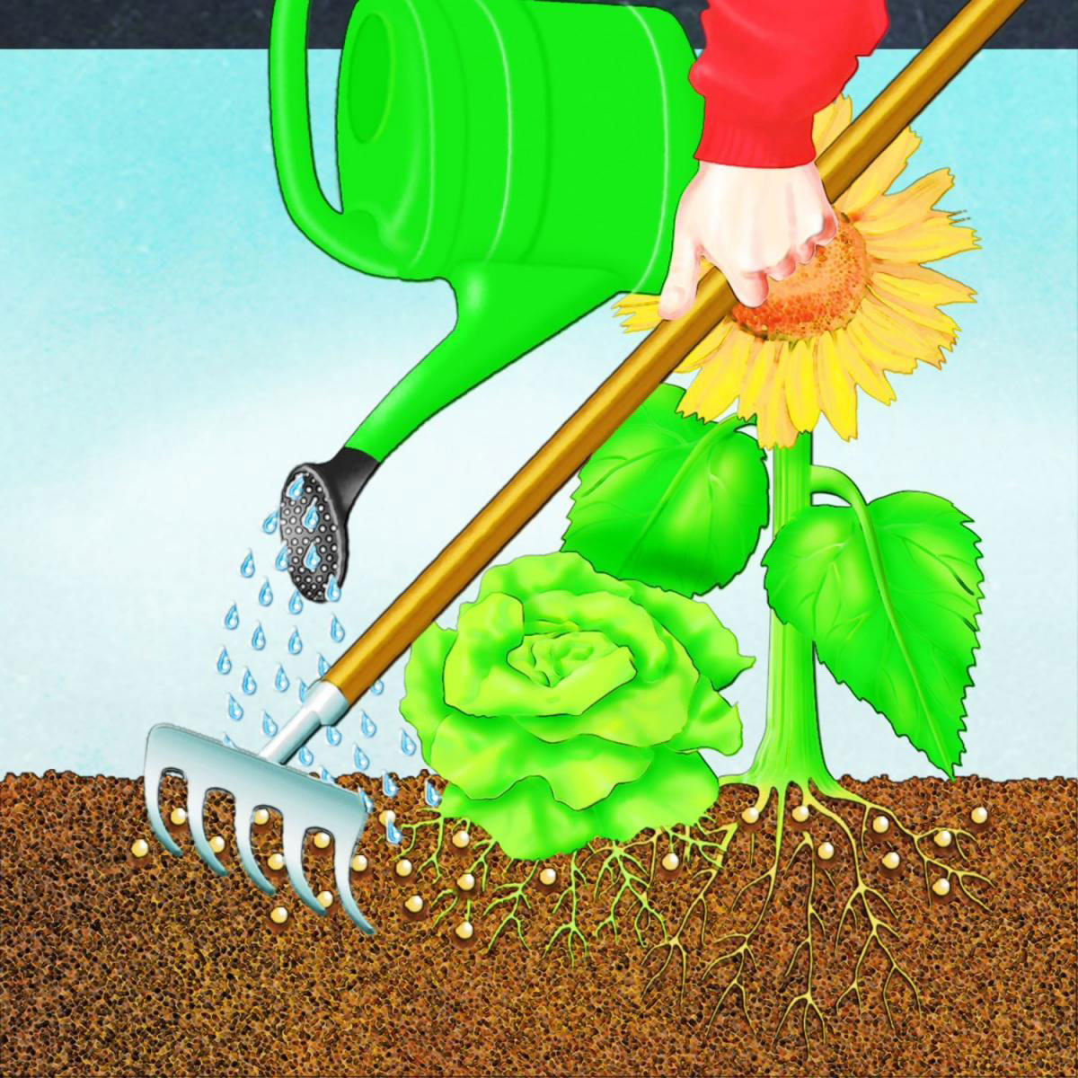 Compo BIO NaturDünger Guano 3 L Bild 4