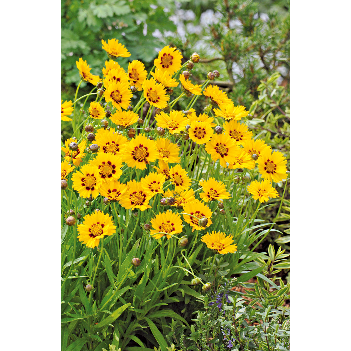 Plantiflor  Mädchenauge Topf Durchmesser 13 cm Bild 2