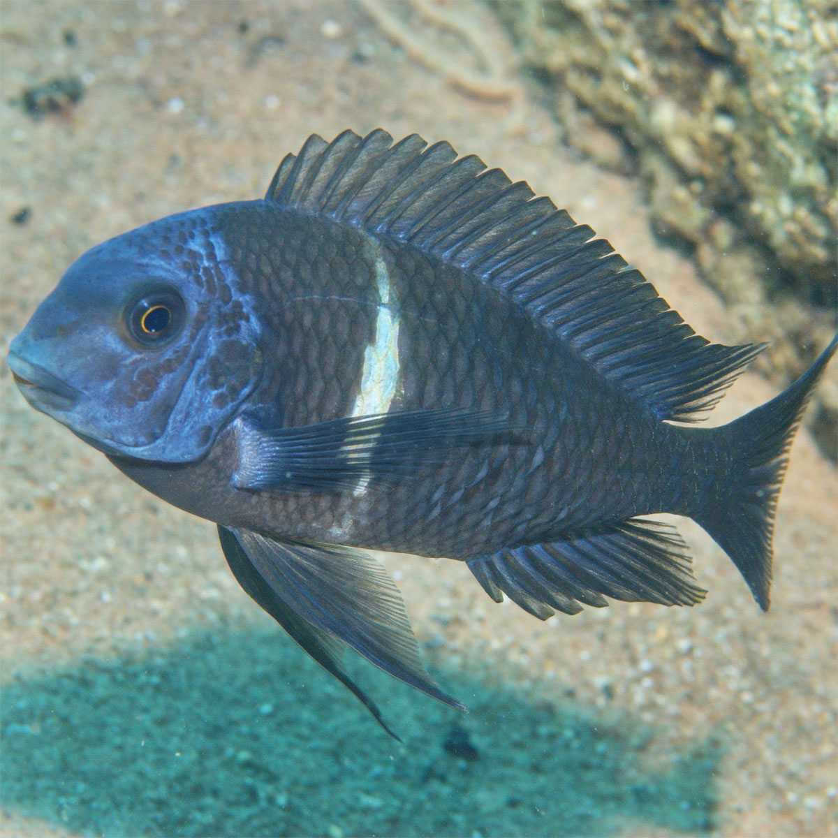 JBL  PRONOVO MALAWI FLAKES M 250ml Bild 6