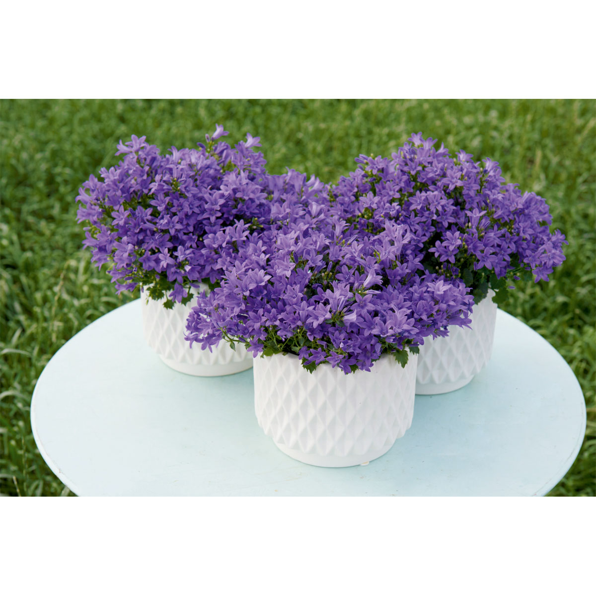 Plantiflor  Glockenblume blau Topf 11 cm Bild 7