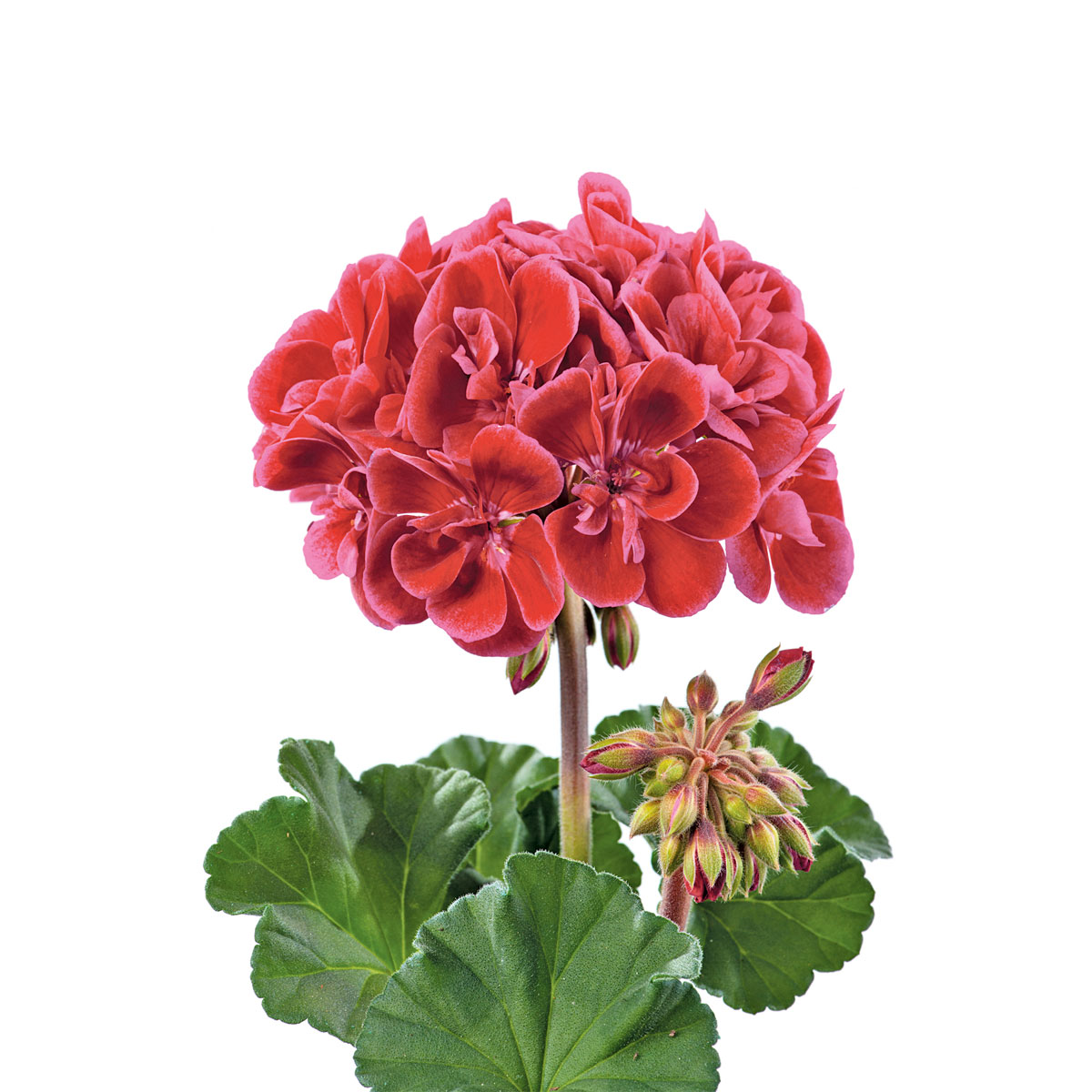 Plantiflor  Geranie stehend Topf- Durchmesser 12 cm Bild 4