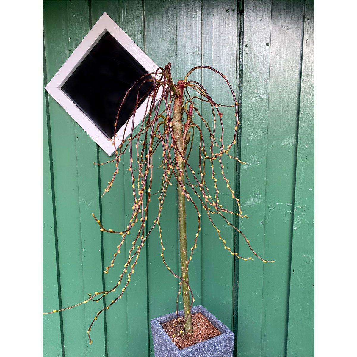 Plantiflor Salweide Cury Locks Stamm 60 cm Topf Durchmesser 20 cm