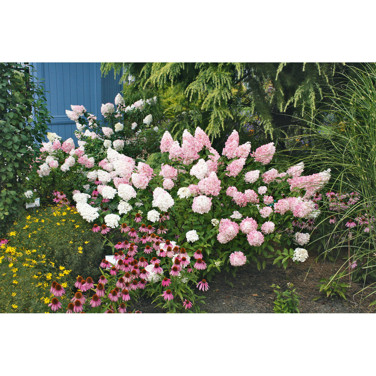 Rispenhortensie Living Creations Topf- Durchmesser 23 cm Bild 5