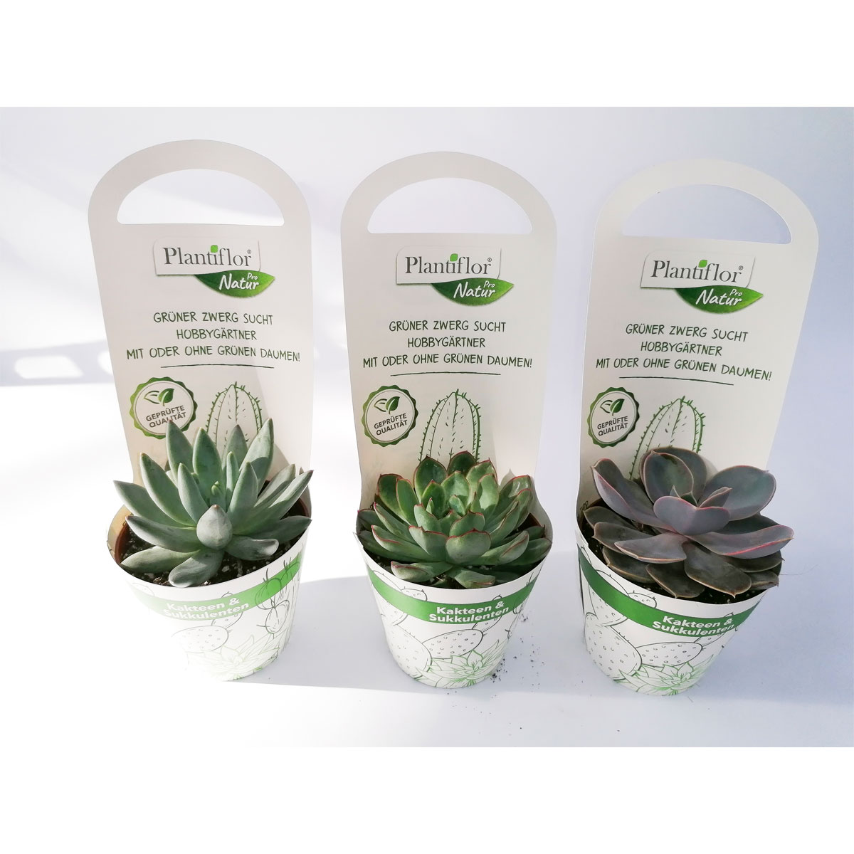 Plantiflor Kakteen Echeverie Mix T9