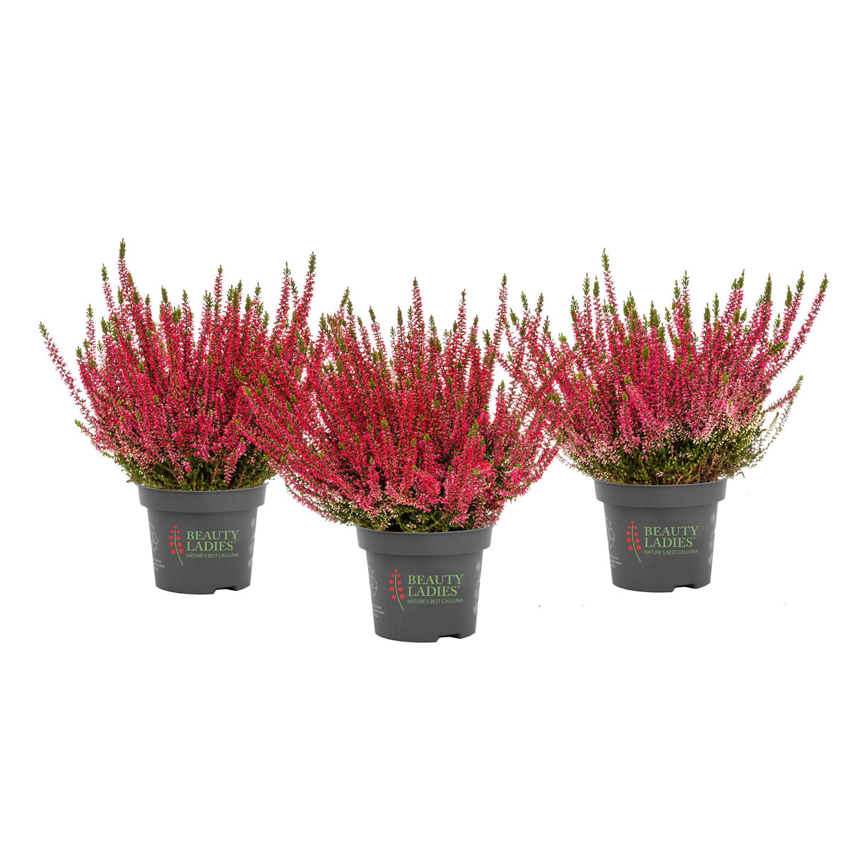 Plantiflor  Knospenheide Beauty Ladies Topf Durchmesser 9,5 cm Bild 5