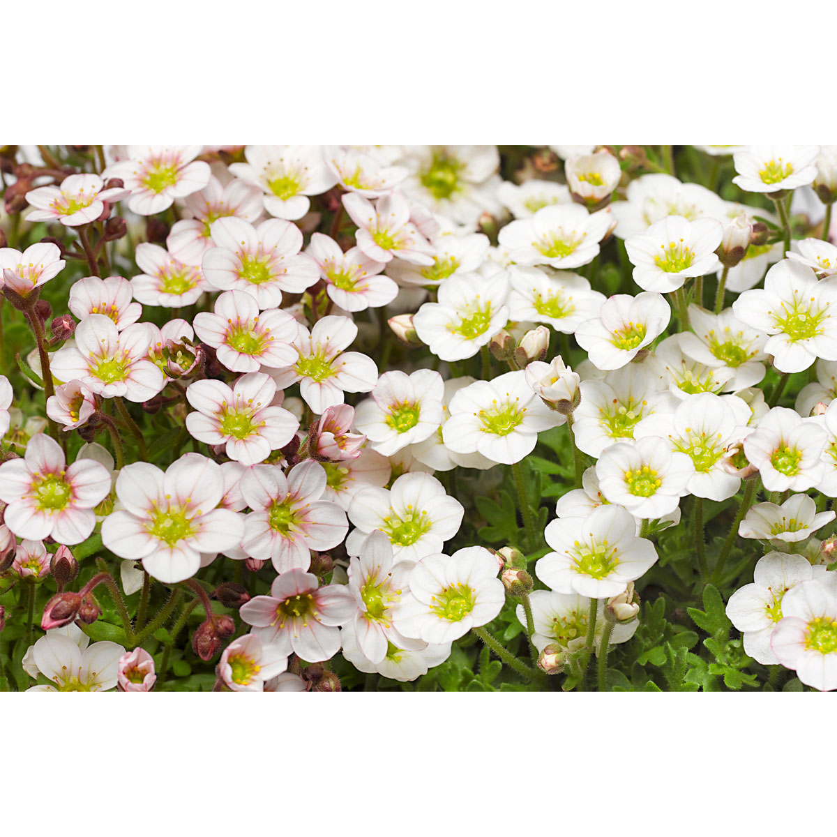 Plantiflor  Steingartenstauden im Topf Durchmesser 13 cm Bild 4