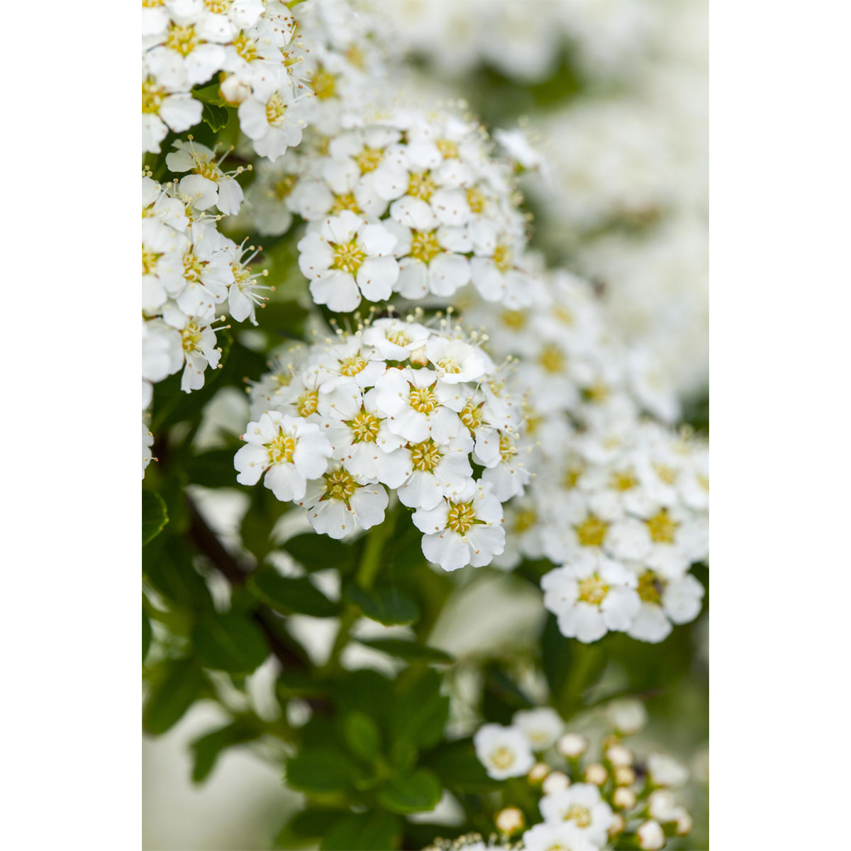 Plantiflor Brautspiere Topf Durchmesser 19 cm