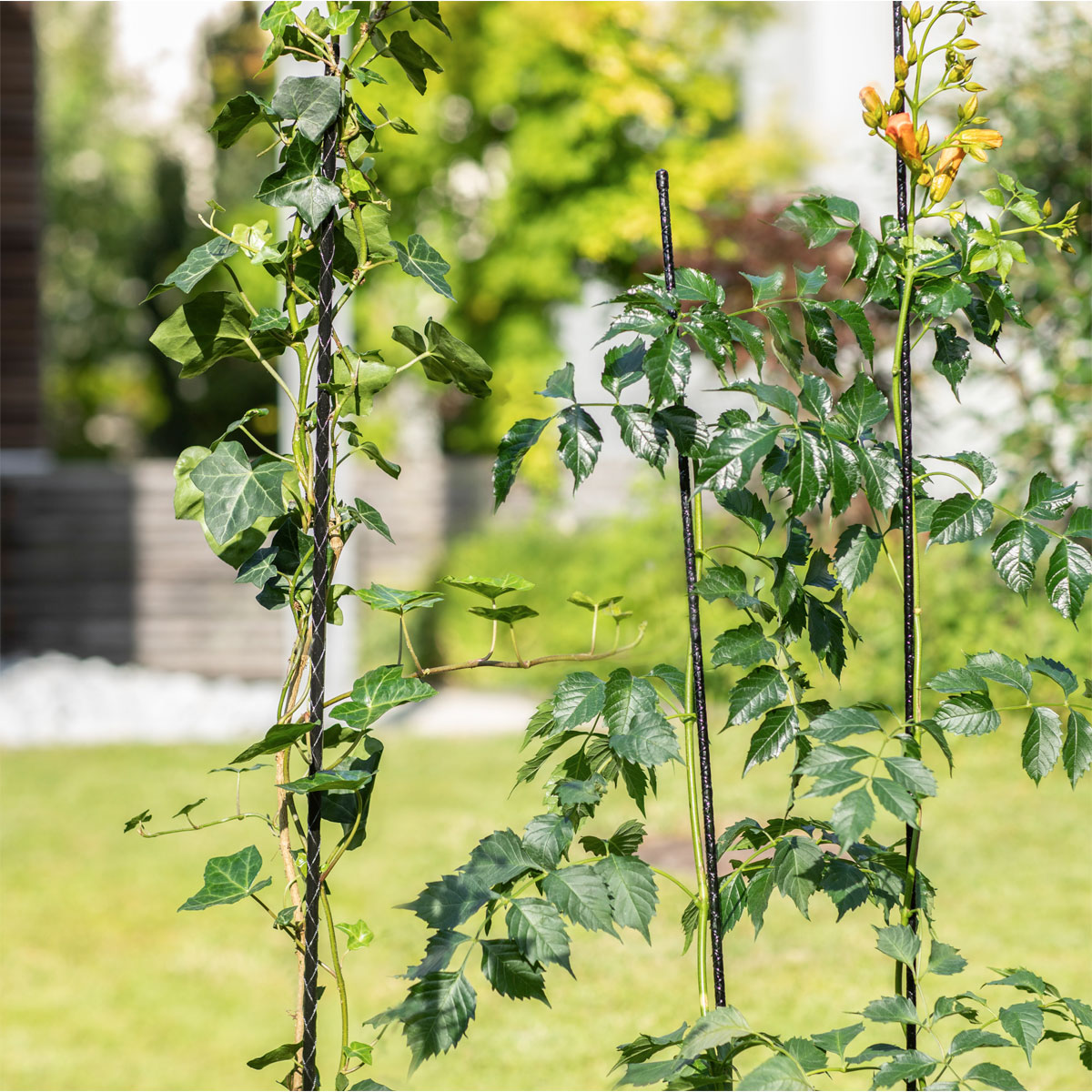 Windhager  Fiberglas Pflanzstab 90 cm Durchmesser 8 mm