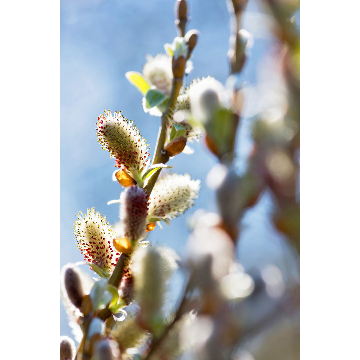 Plantiflor Hängekätzchenweide Topf Durchmesser 17 cm Bild 4