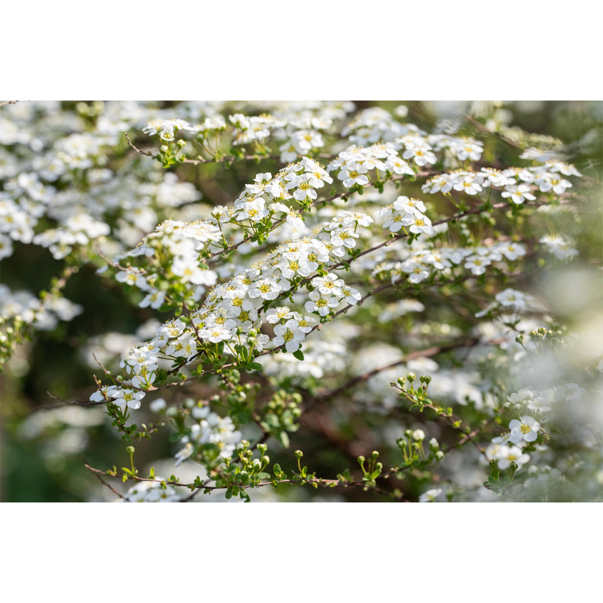 Plantiflor Prachtspiere Topf Durchmesser 19 cm