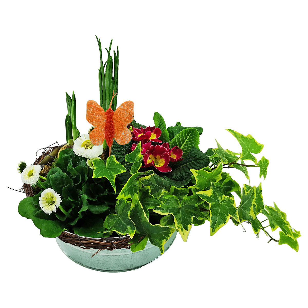 Plantiflor  Bepflanzte Zinkschale inkl Dekostecker