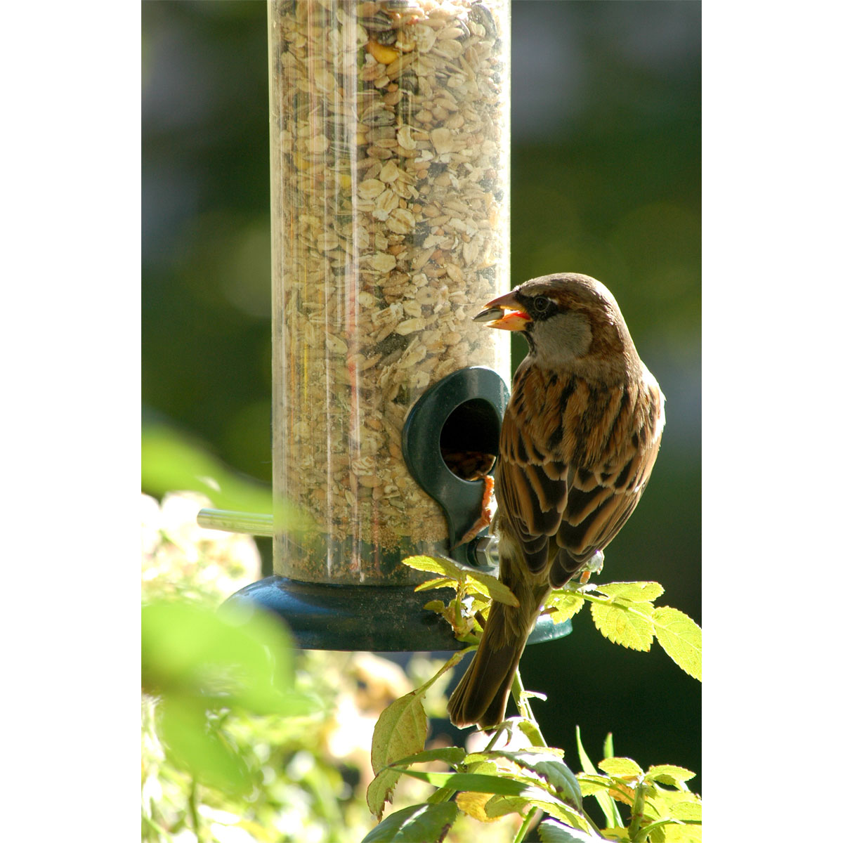 Futterspender zum Aufhängen 9,5 x 9,5 x 23 cm Metall Dunkelgrün Bild 2