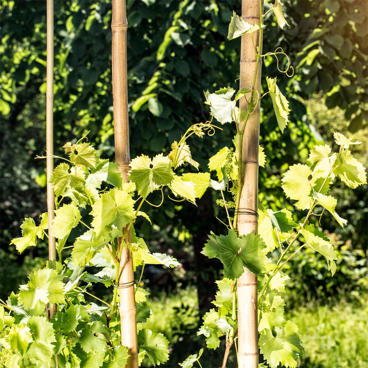 Windhager  Bambusrohr 200x3-4 cm