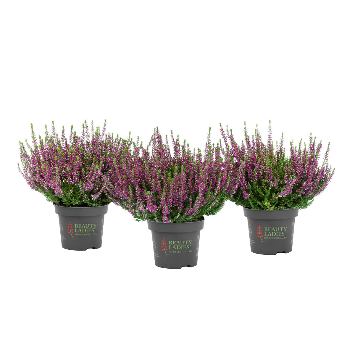 Knospenblüher Beauty Ladies Topf- Durchmesser 11 cm Bild 2