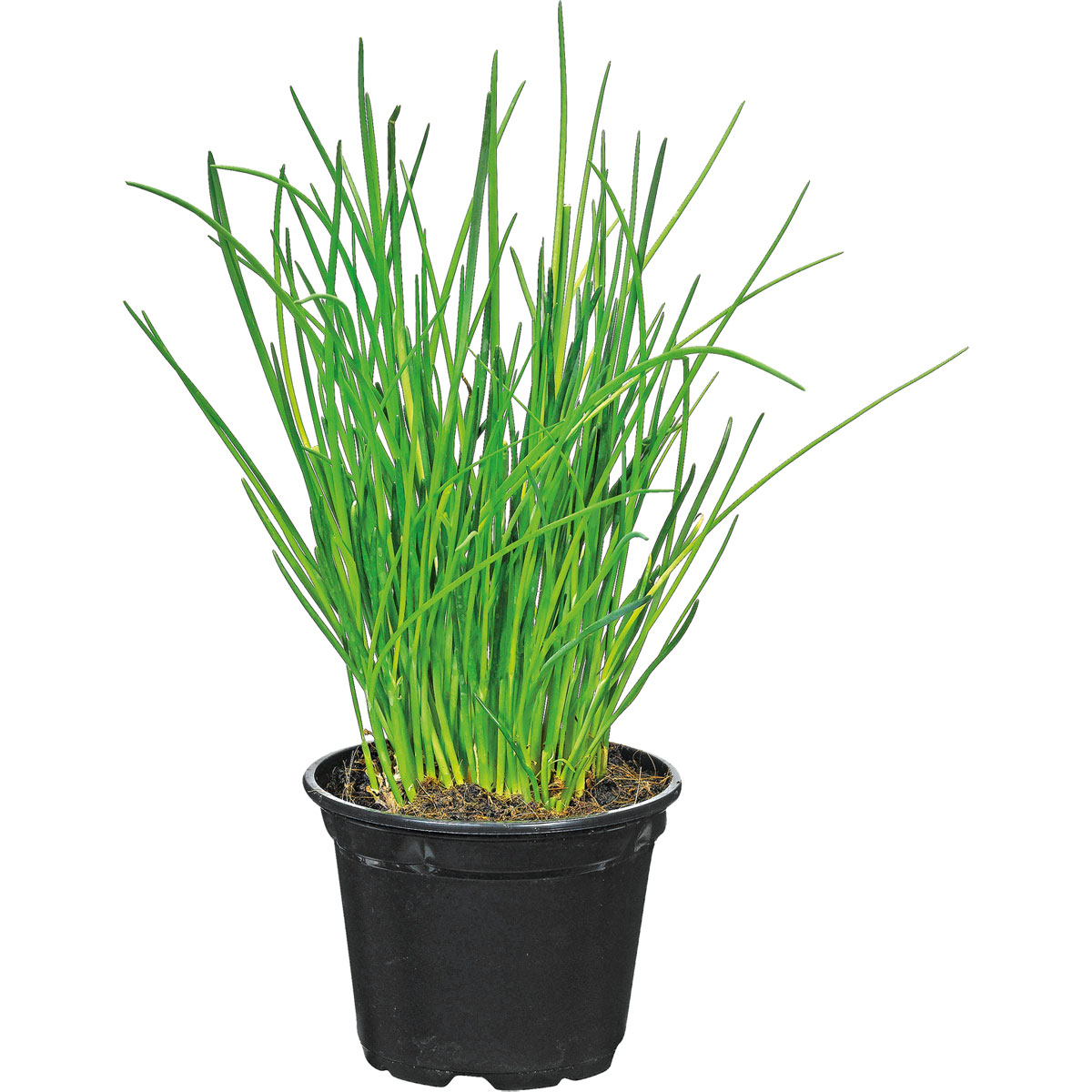 Plantiflor Gourmetkräuter Salatkräuter und Kräuterbutter Topf Durchmesser 13 cm