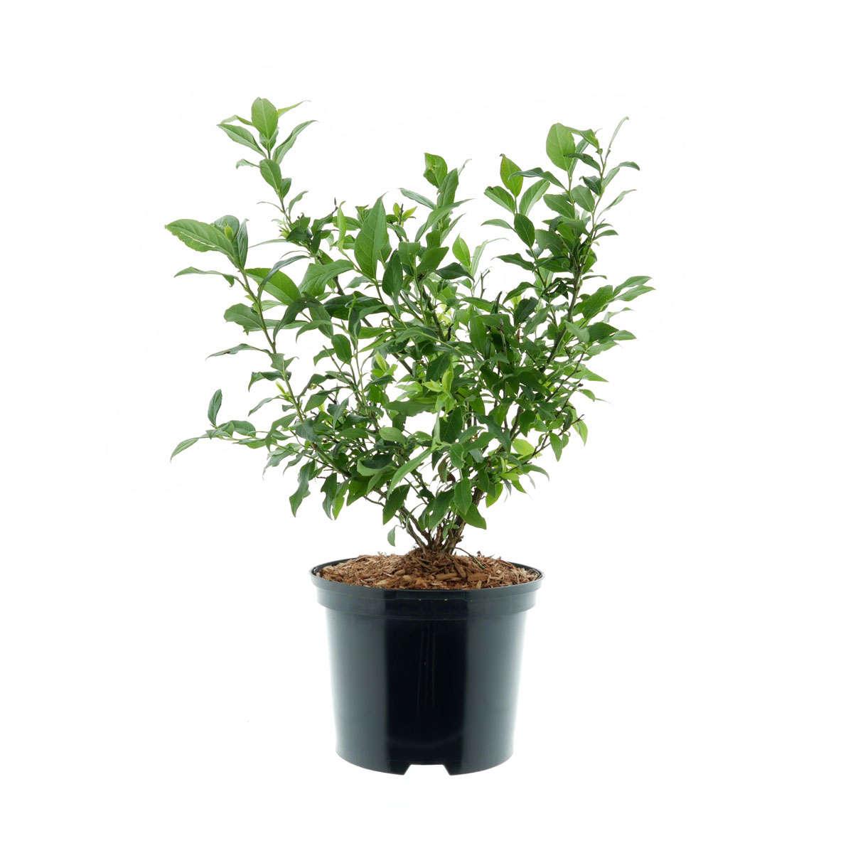 Plantiflor  Heidelbeere Goldtraube Topf- Durchmesser 19 cm