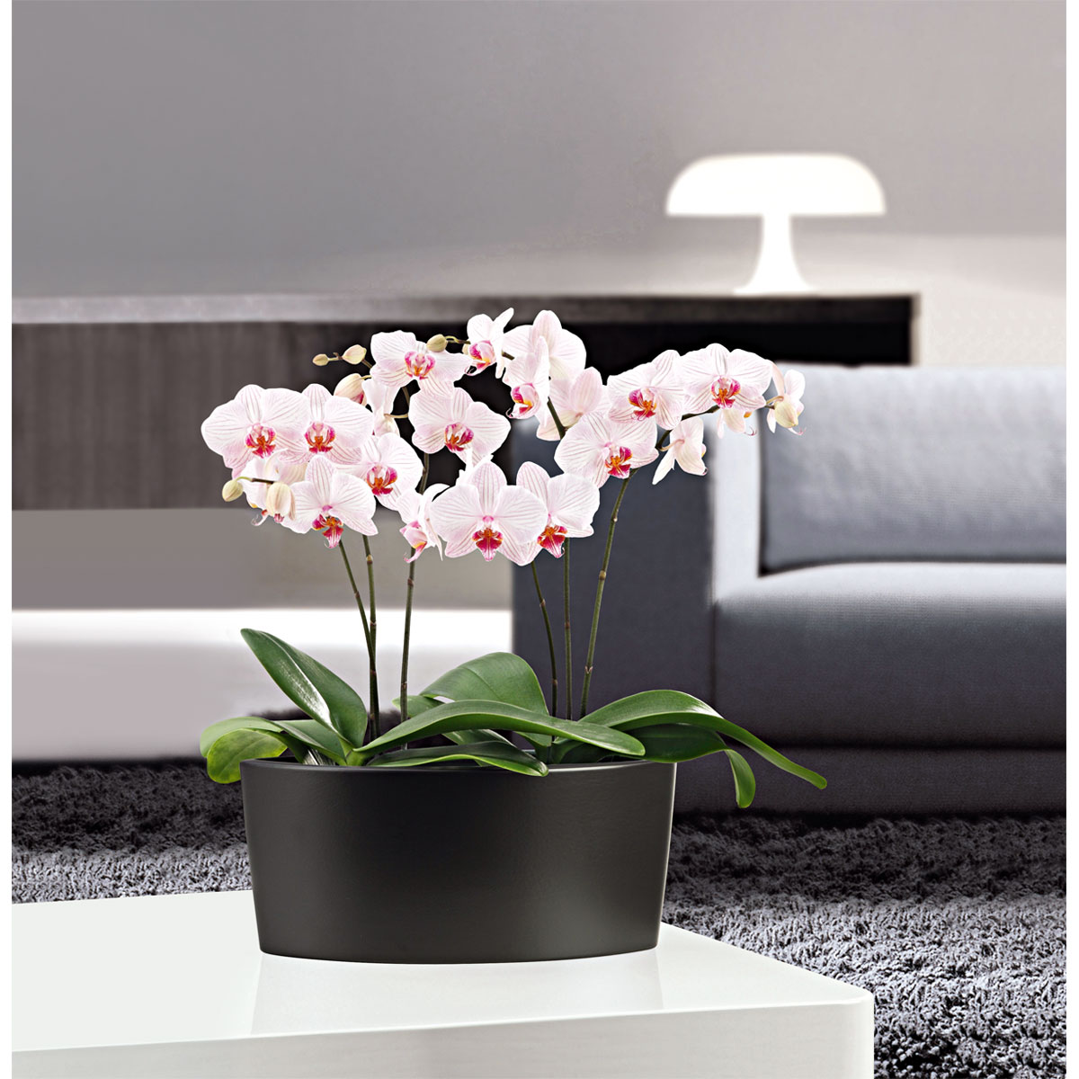 Plantiflor  Schmetterlingsorchidee Topf- Durchmesser 9 cm Bild 5