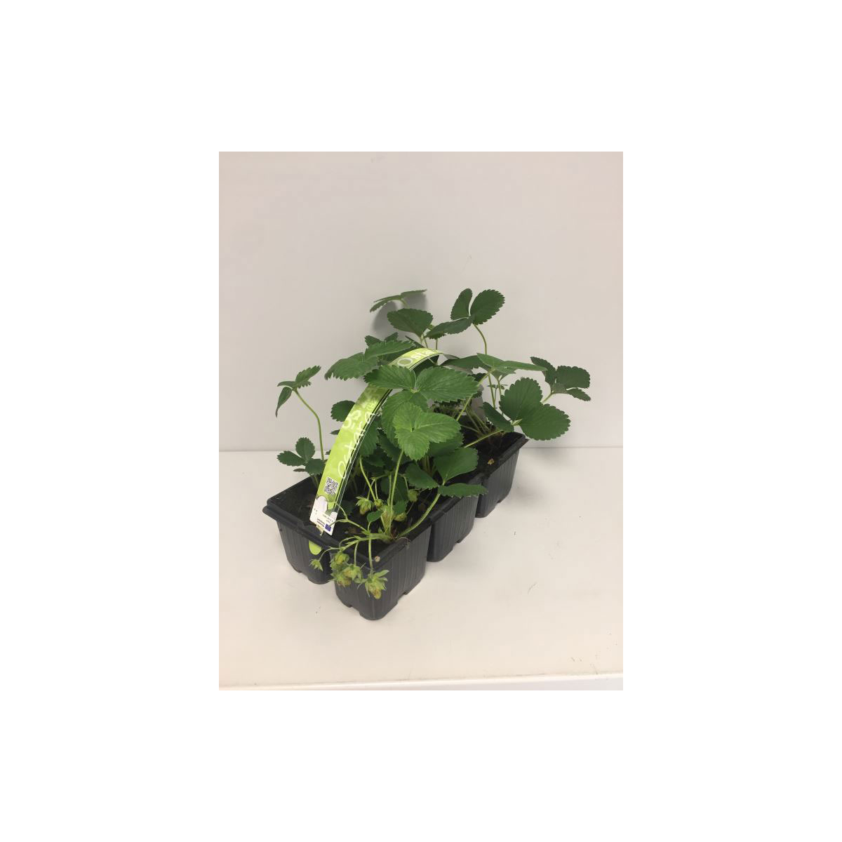 Plantiflor  Erdbeere Ostara 6er-Tray Plantiflor  Erdbeere Ostara 6er-Tray