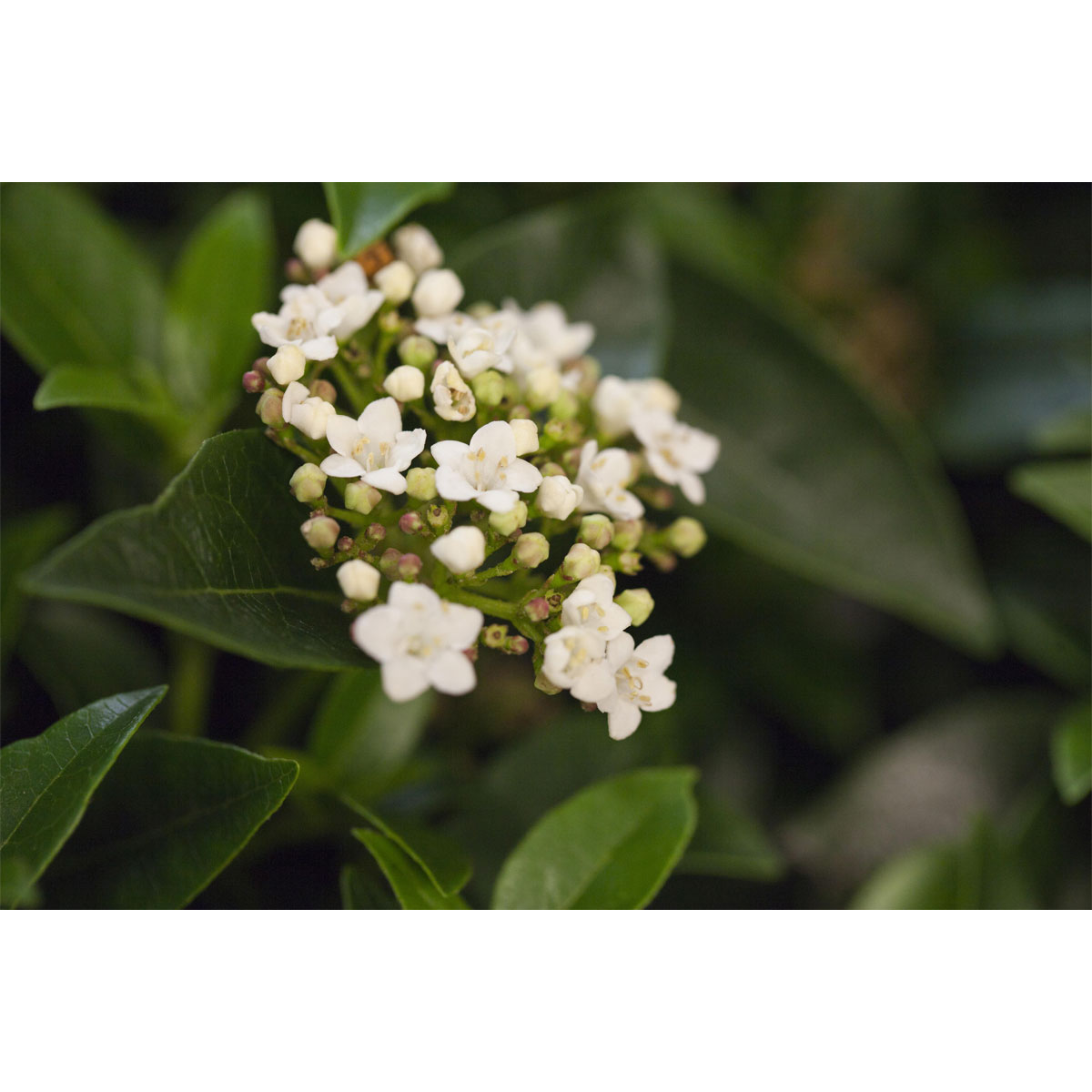 Plantiflor Mittelmeer Schneeball Topf Durchmesser 15 cm