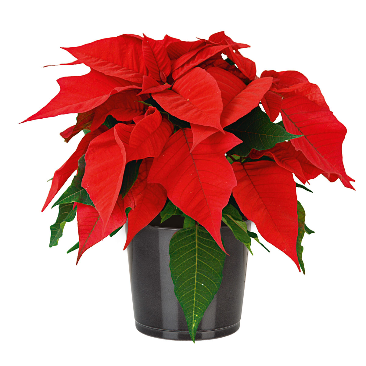 Plantiflor  Weihnachtsstern Euphorbia pulcherrima Midi Bild 2