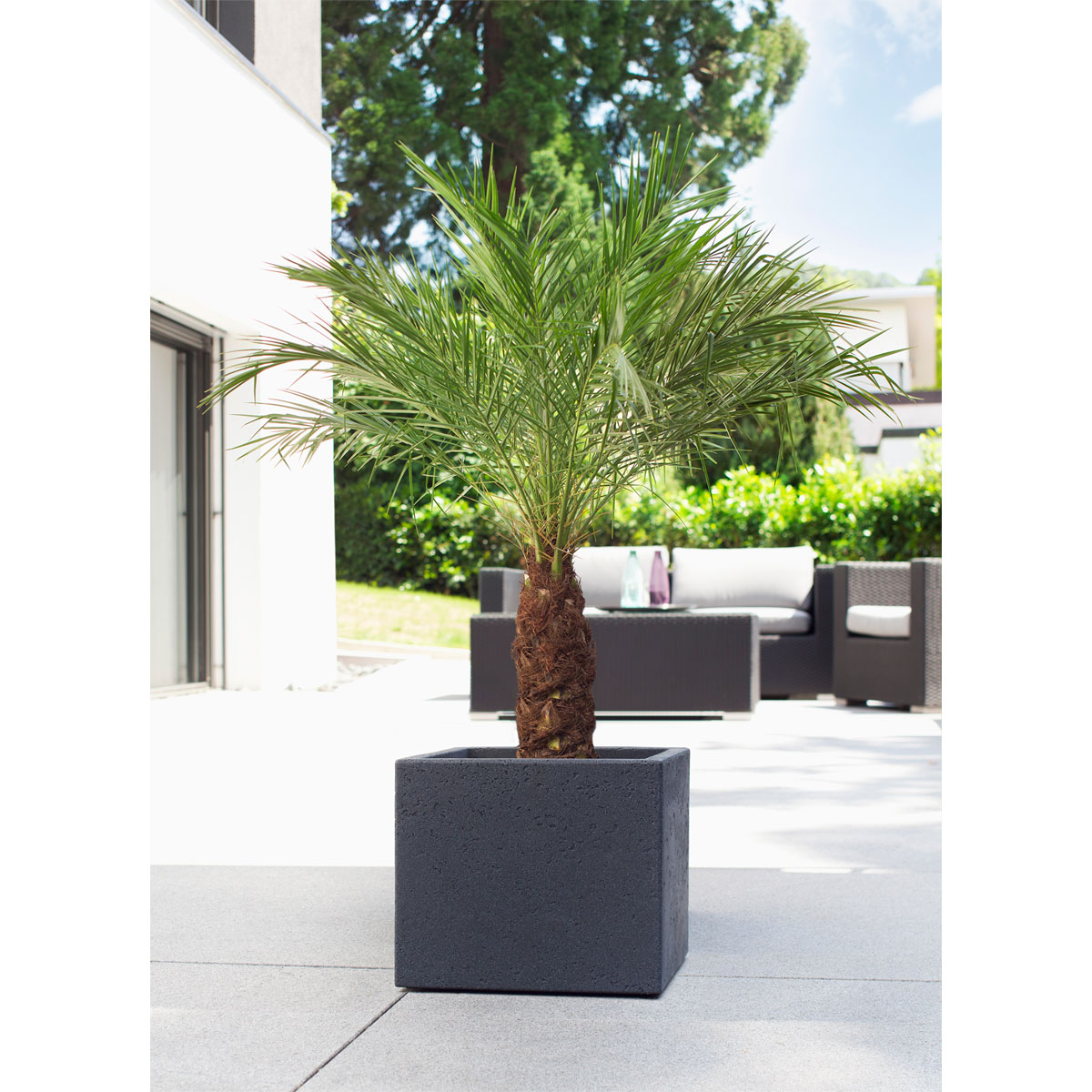 Scheurich Pflanzgefäß C-Cube 38 x 33 x 38 cm Stony Black | Stony 