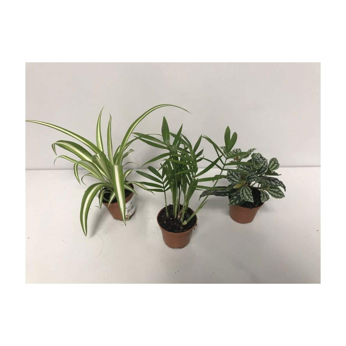 Plantiflor  Grünpflanzen-Mix Mini T6