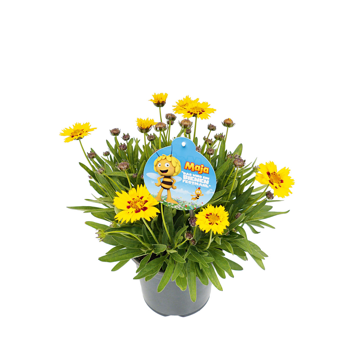 Plantiflor  Stauden-Mix Biene Maja Topf- Durchmesser 13 cm Bild 4