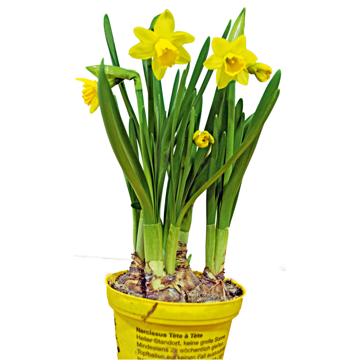 Plantiflor Narzisse Tete a Tete Topf Durchmesser 13 cm