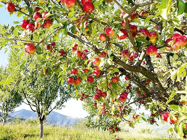 Obstgarten Obstgarten