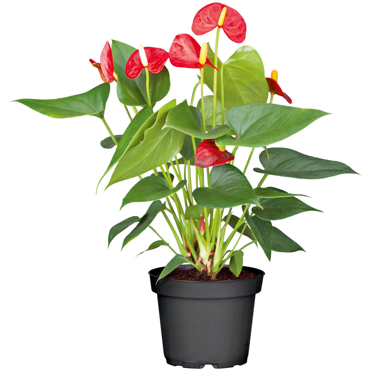 Plantiflor  Flamingo-Blume Pink T14