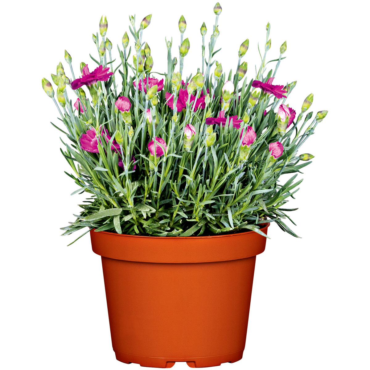 Plantiflor  Garten-Nelke Topf Durchmesser 12 cm