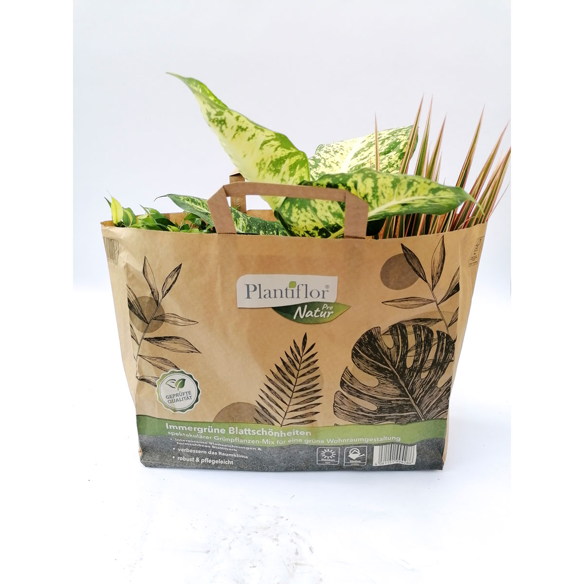 Plantiflor 3 Grünpflanzen in -Tüte