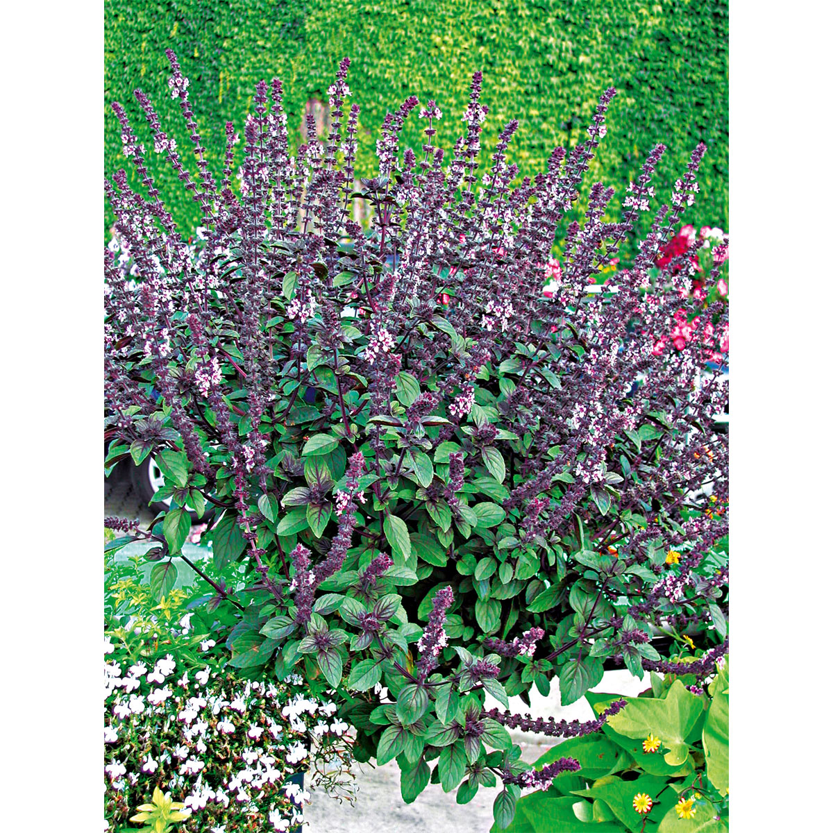 Plantiflor  Gourmetkräuter Strauchbasilikum rot im Topf Durchmesser 12 cm